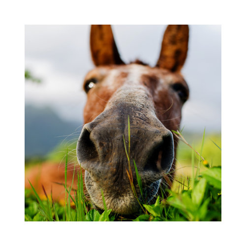 /images/instagram_horse.png