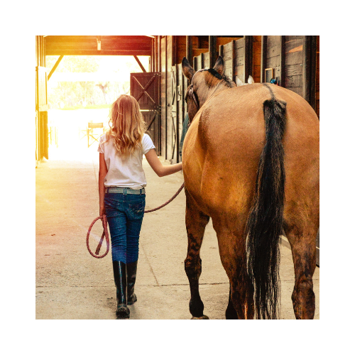 /images/instagram_horse_with_a_leash.png