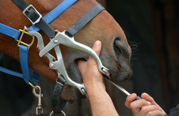 DENTISTE