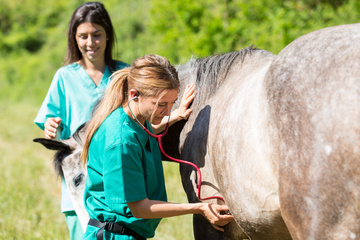 VETERINAIRE